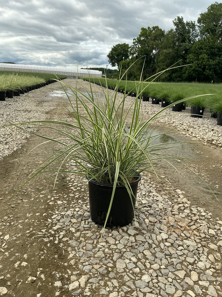 Miscanthus sinensis 'Variegata' â€” G3