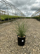 Miscanthus sinensis 'Gracillimus'
