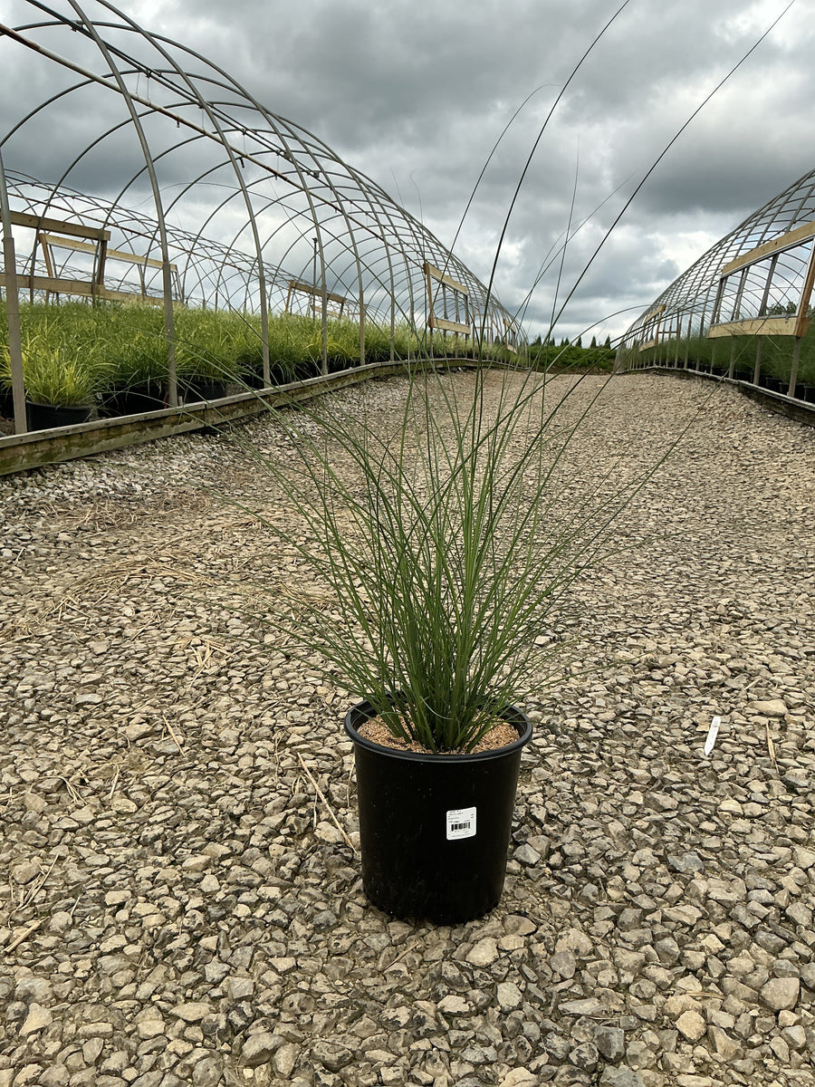 Miscanthus sinensis 'Gracillimus' â€” G2