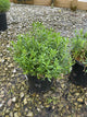 Iberis sempervirens 'Alexanders White'
