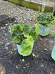 Tiarella C 'Running Tapestry'