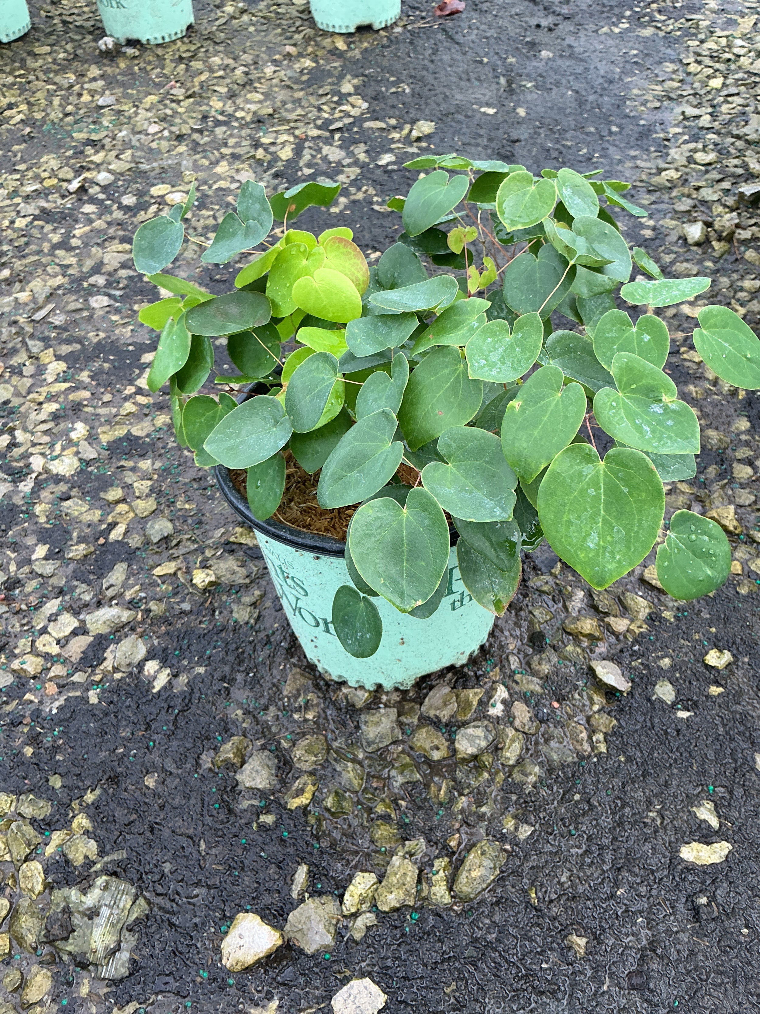 Epimedium x versicolor 'Sulphureum'
