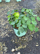 Epimedium x versicolor 'Sulphureum'