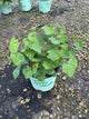 Epimedium x perralchinum 'Frohnleiten'