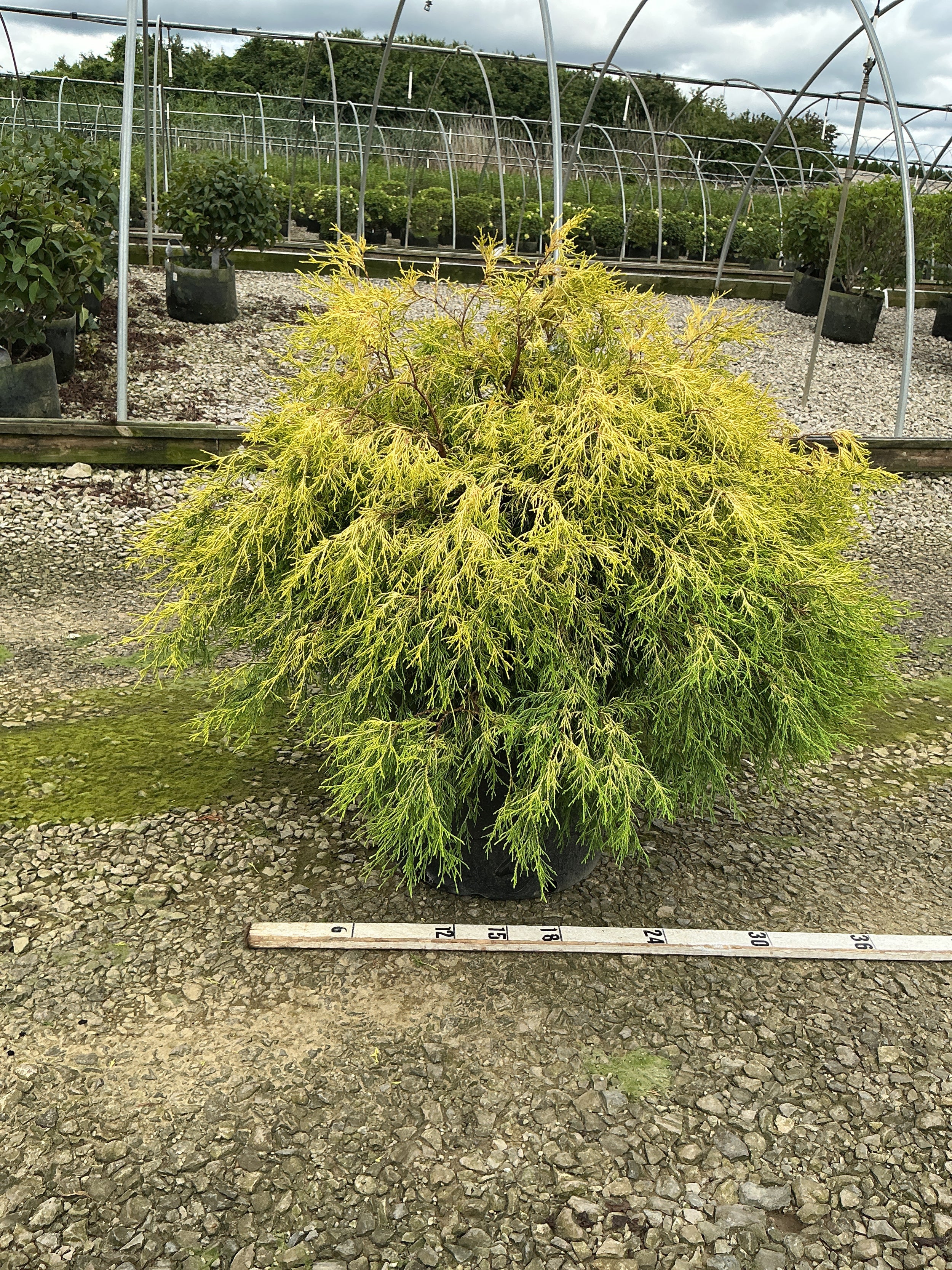 Chamaecyparis pisifera 'Mops'