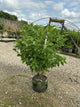 Cornus stolonifera 'Baileyi'