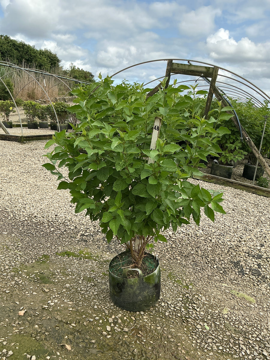 Cornus stolonifera 'Baileyi' â€” RP10 36