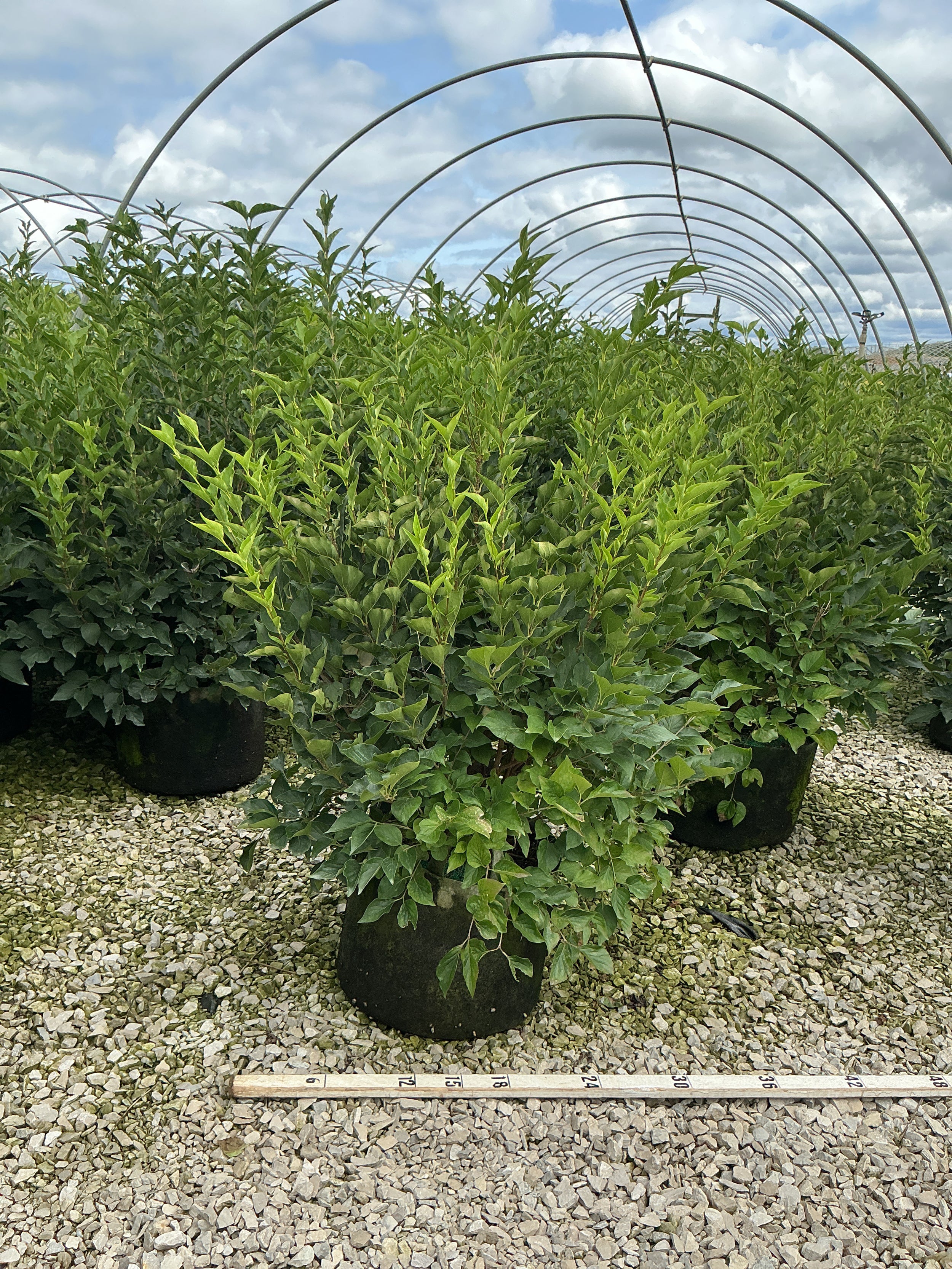 Syringa patula 'Miss Kim'