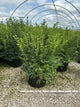 Syringa patula 'Miss Kim'