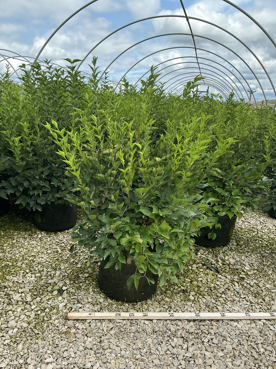 Syringa patula 'Miss Kim' â€” RP10 24-30