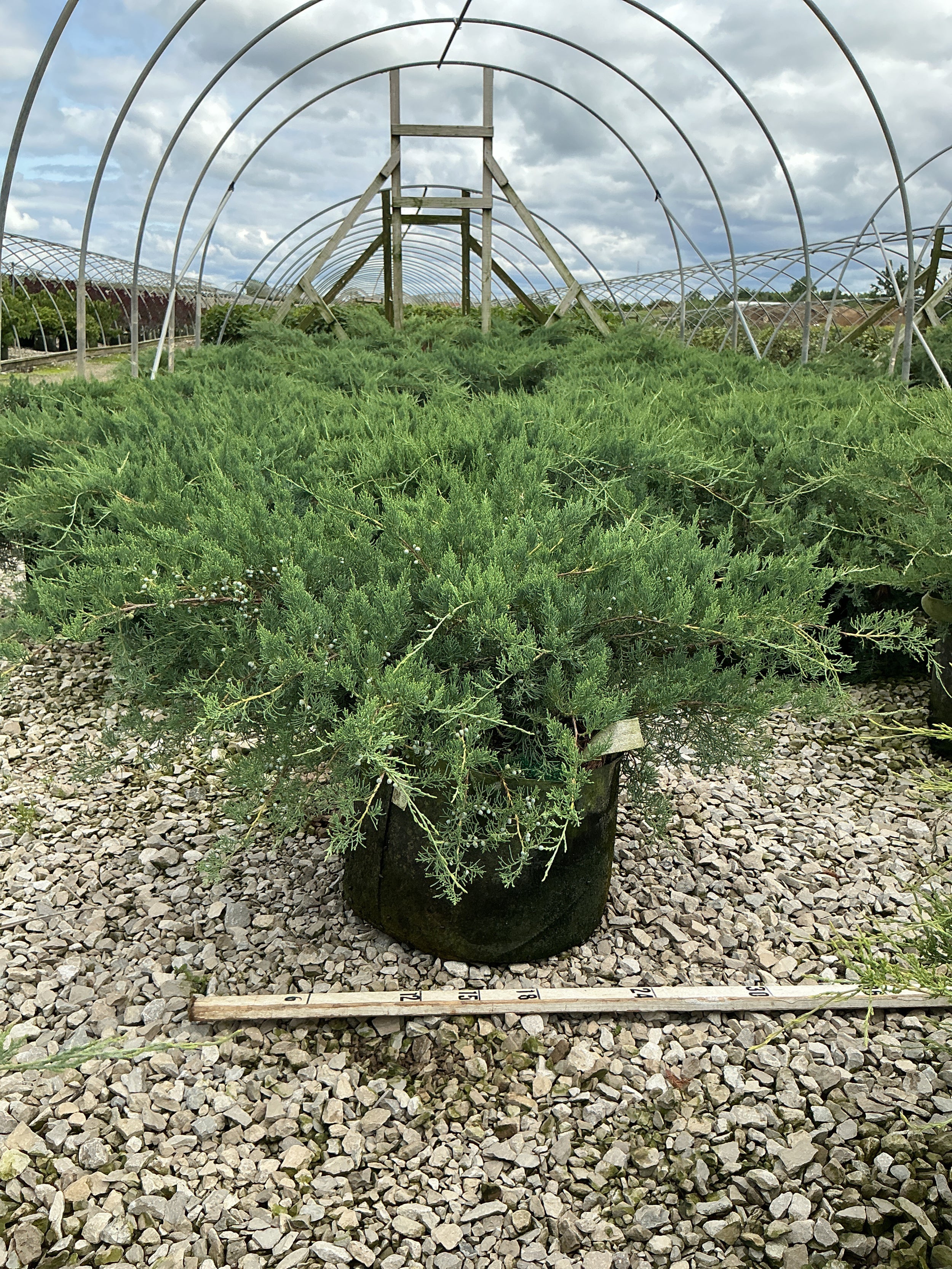 Juniperus virginiana 'Grey Owl'
