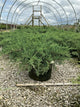 Juniperus virginiana 'Grey Owl'