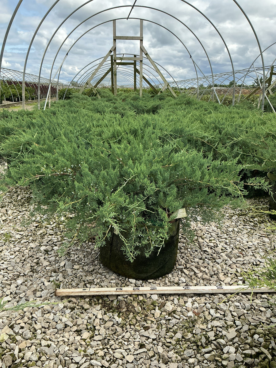 Juniperus virginiana 'Grey Owl' â€” RP10 24