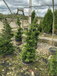 Chamaecyparis obtusa 'Compacta'