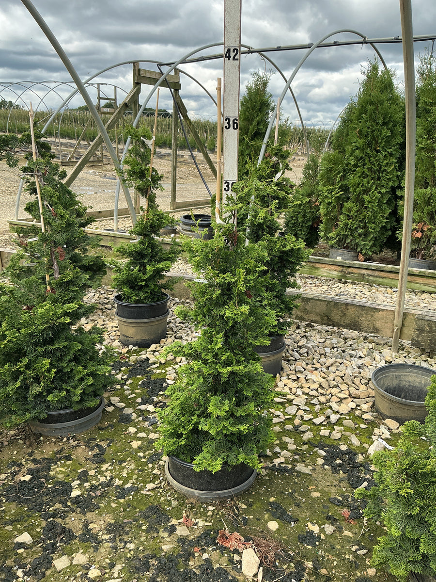 Chamaecyparis obtusa 'Compacta' â€” G3 18