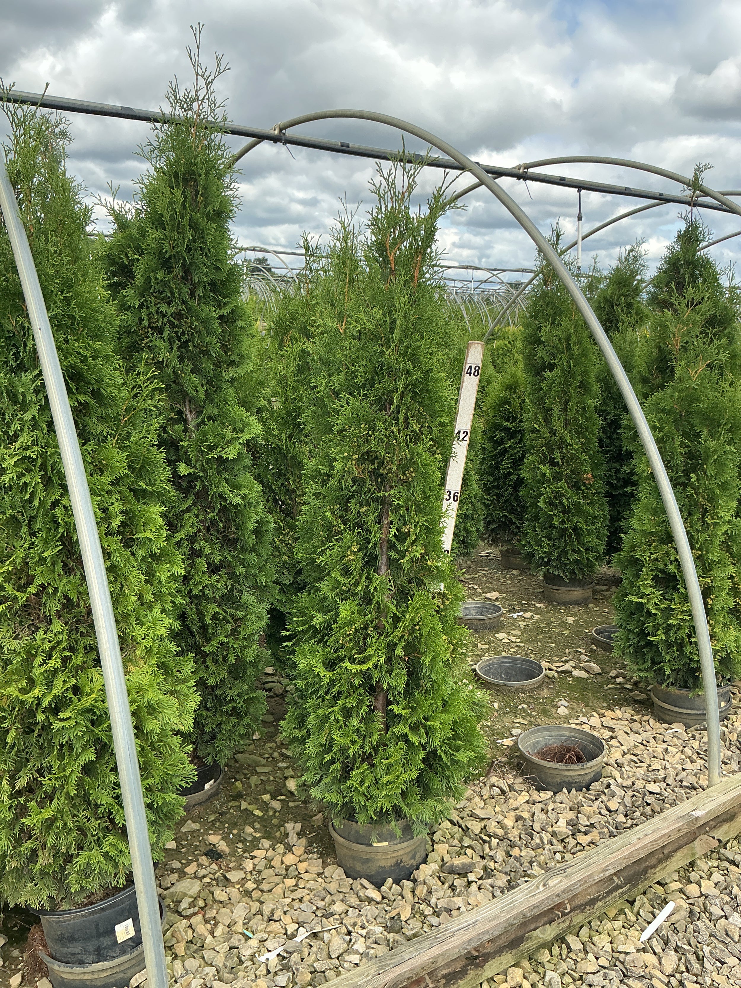 Thuja occidentalis 'Thin Man'