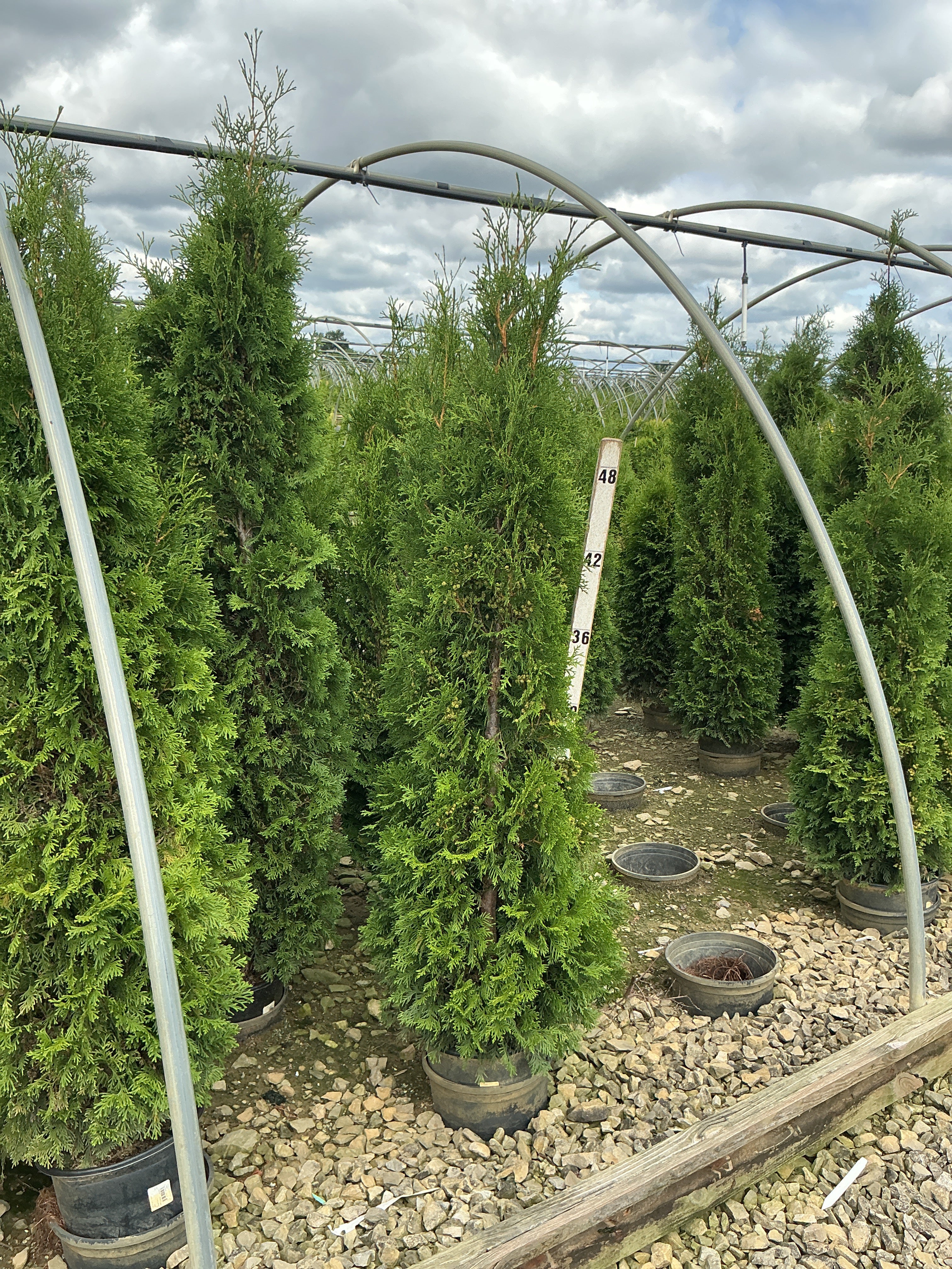 Thuja occidentalis 'Thin Man'