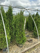 Thuja occidentalis 'Thin Man'