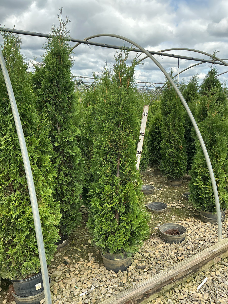 Thuja occidentalis 'Thin Man' â€” G3 48