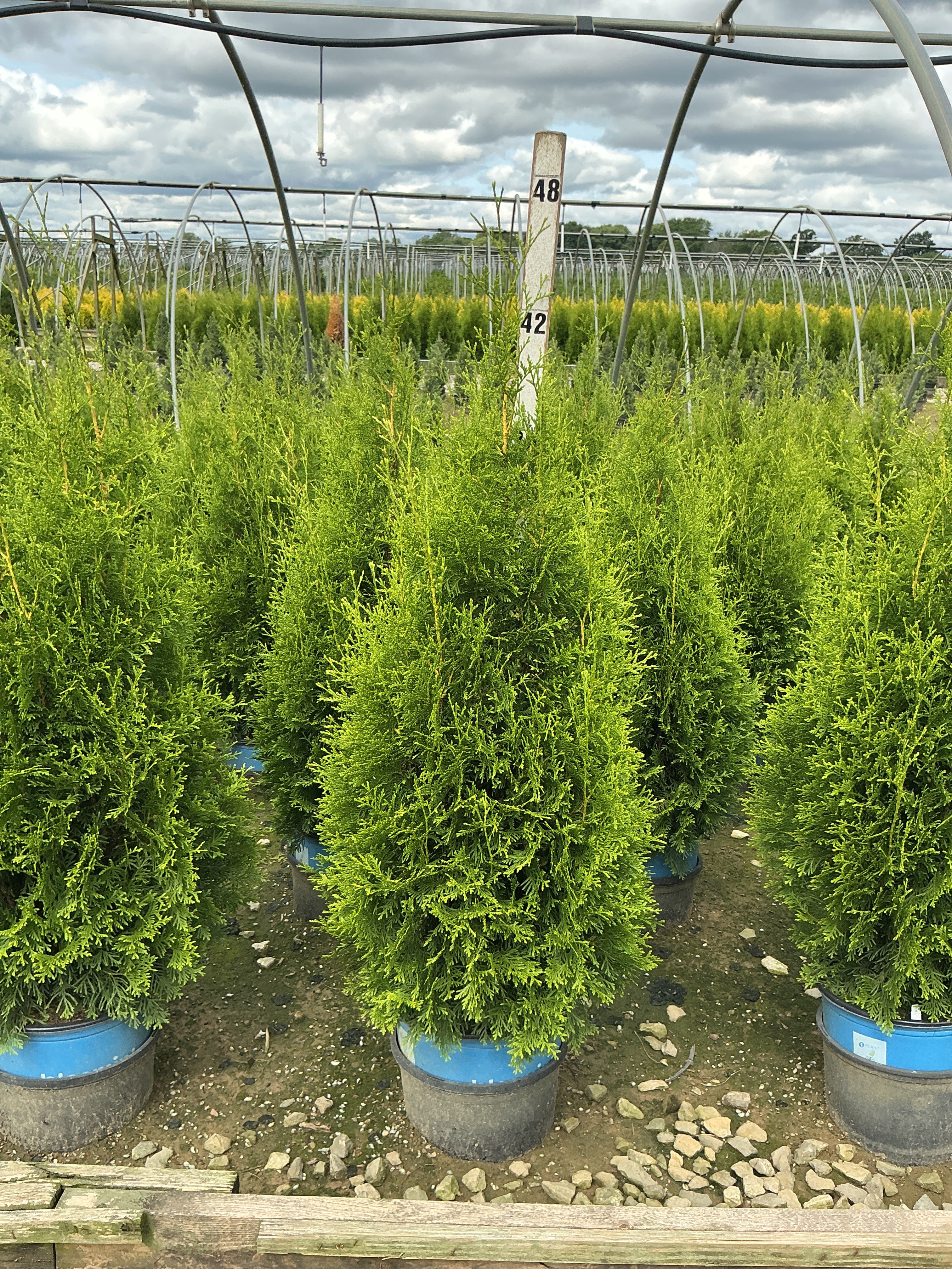 Thuja occidentalis 'King of Brabant'