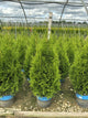 Thuja occidentalis 'King of Brabant'
