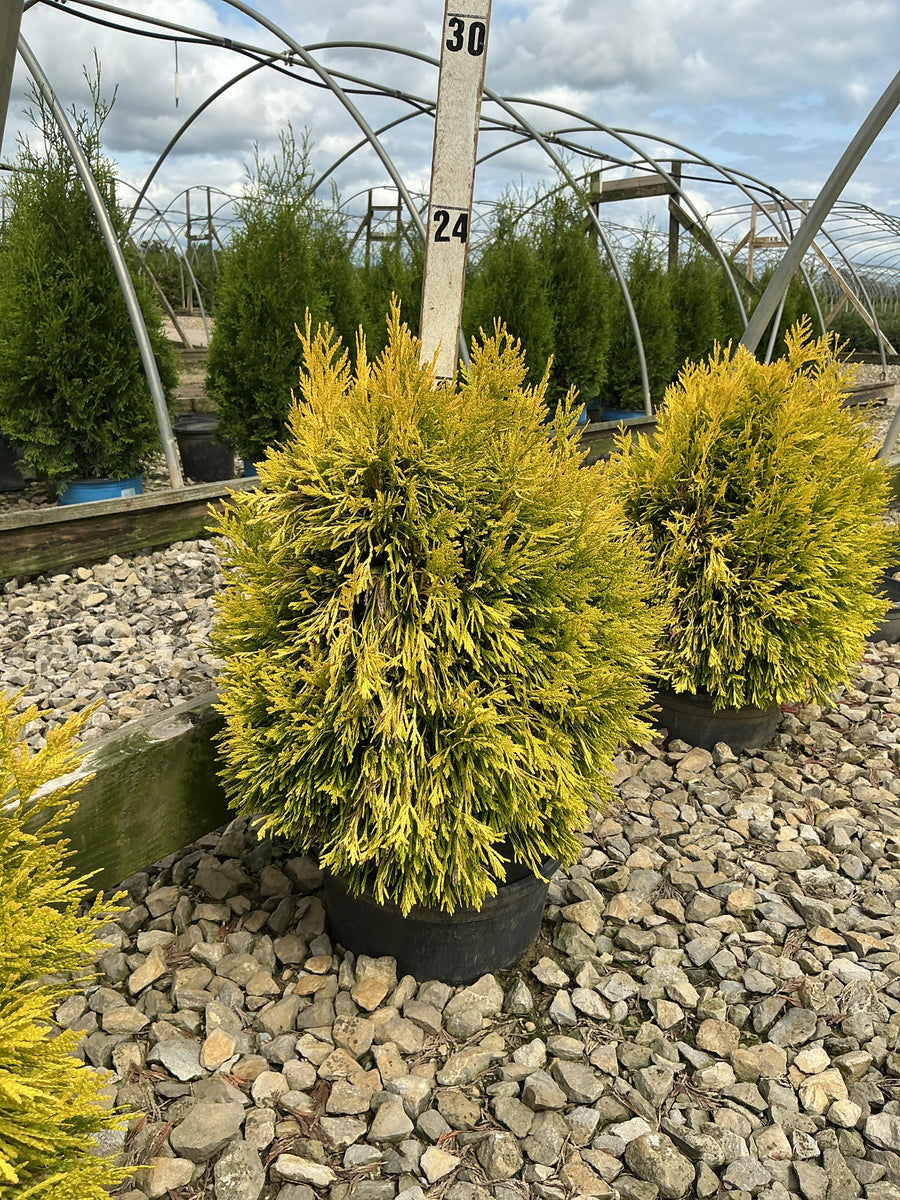 Thuja plicata '4Ever Goldy' â€” G3 15