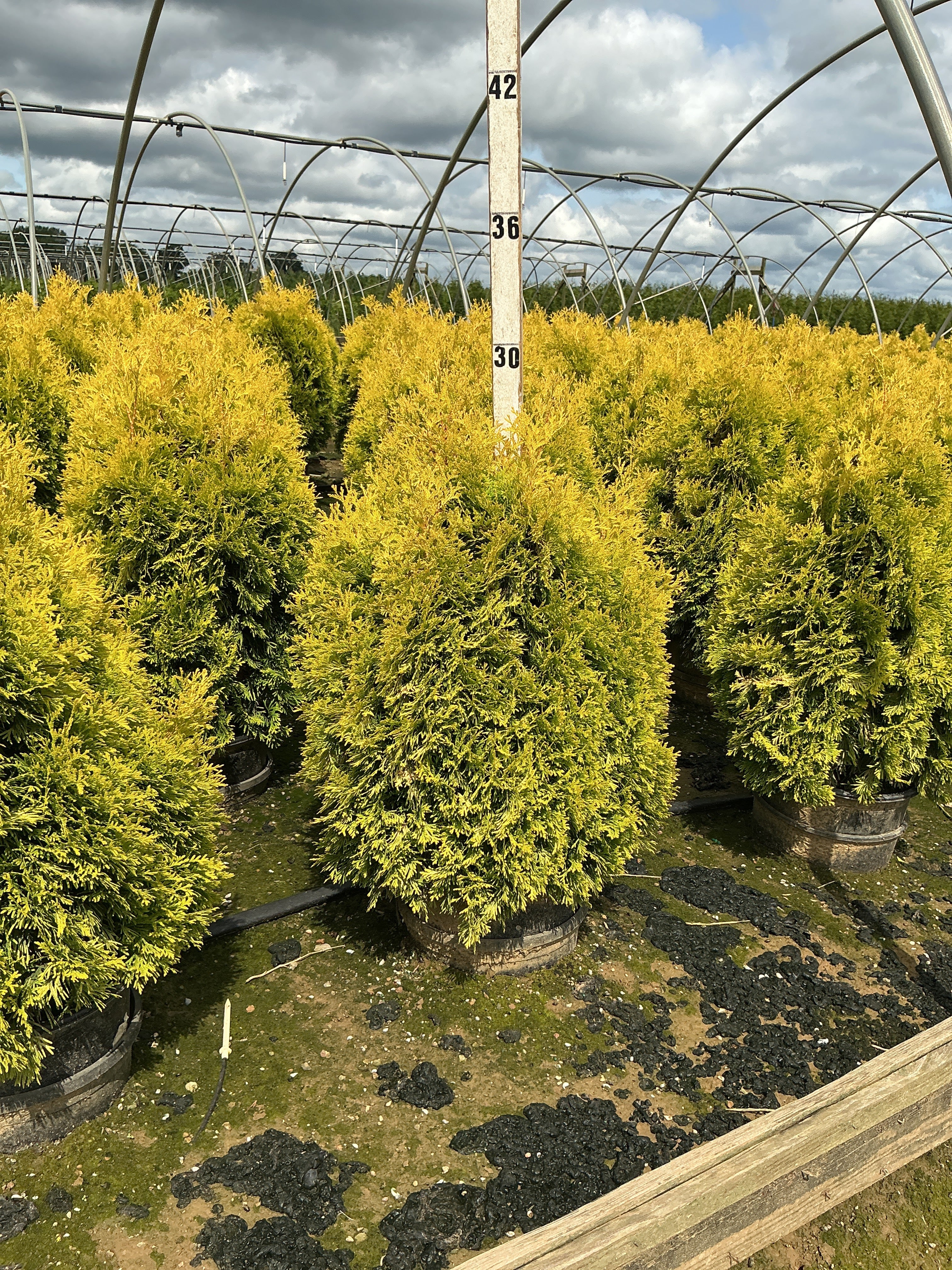 Thuja occidentalis 'Jantar'