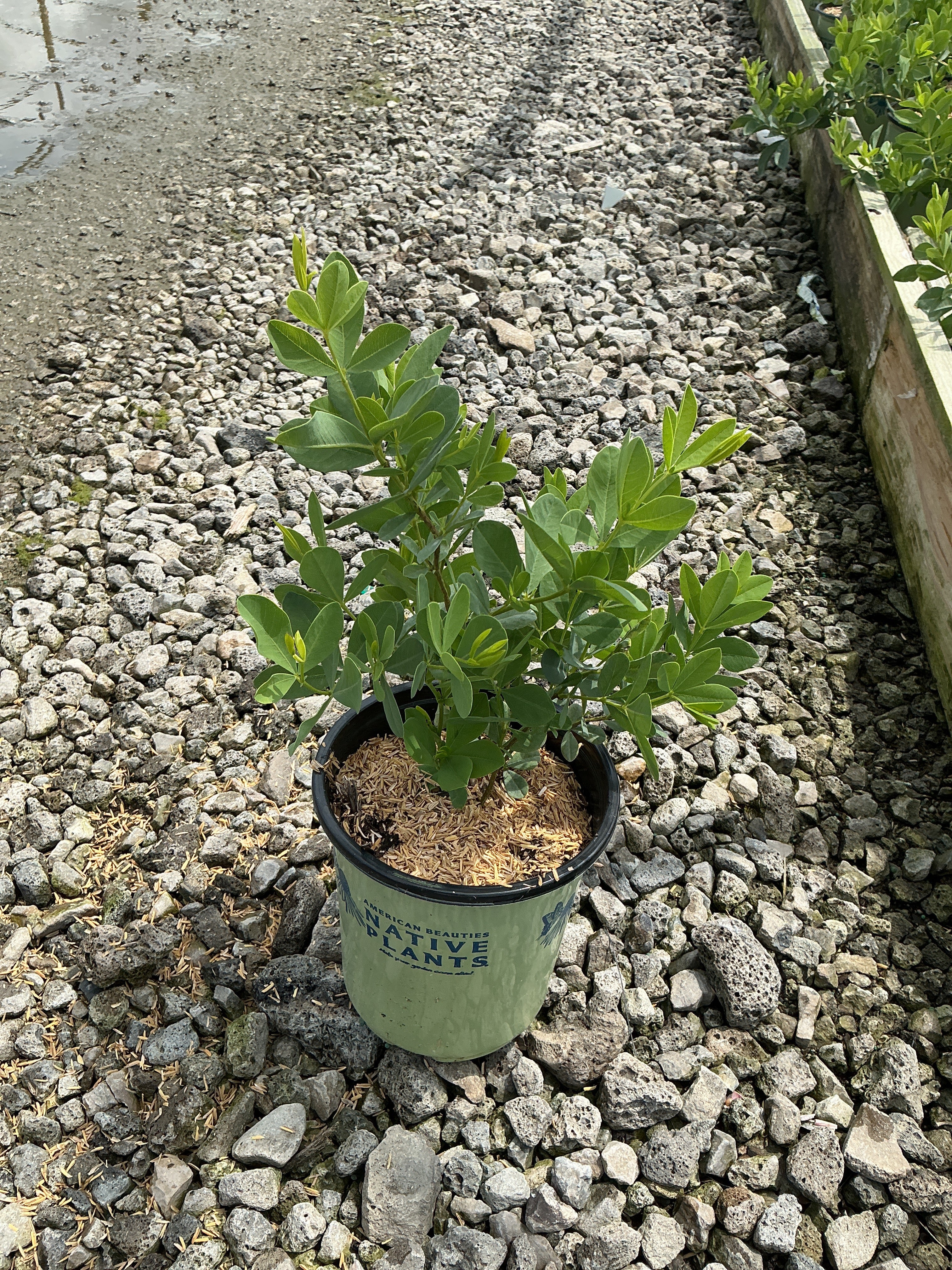 Baptisia australis