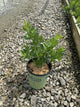 Baptisia australis