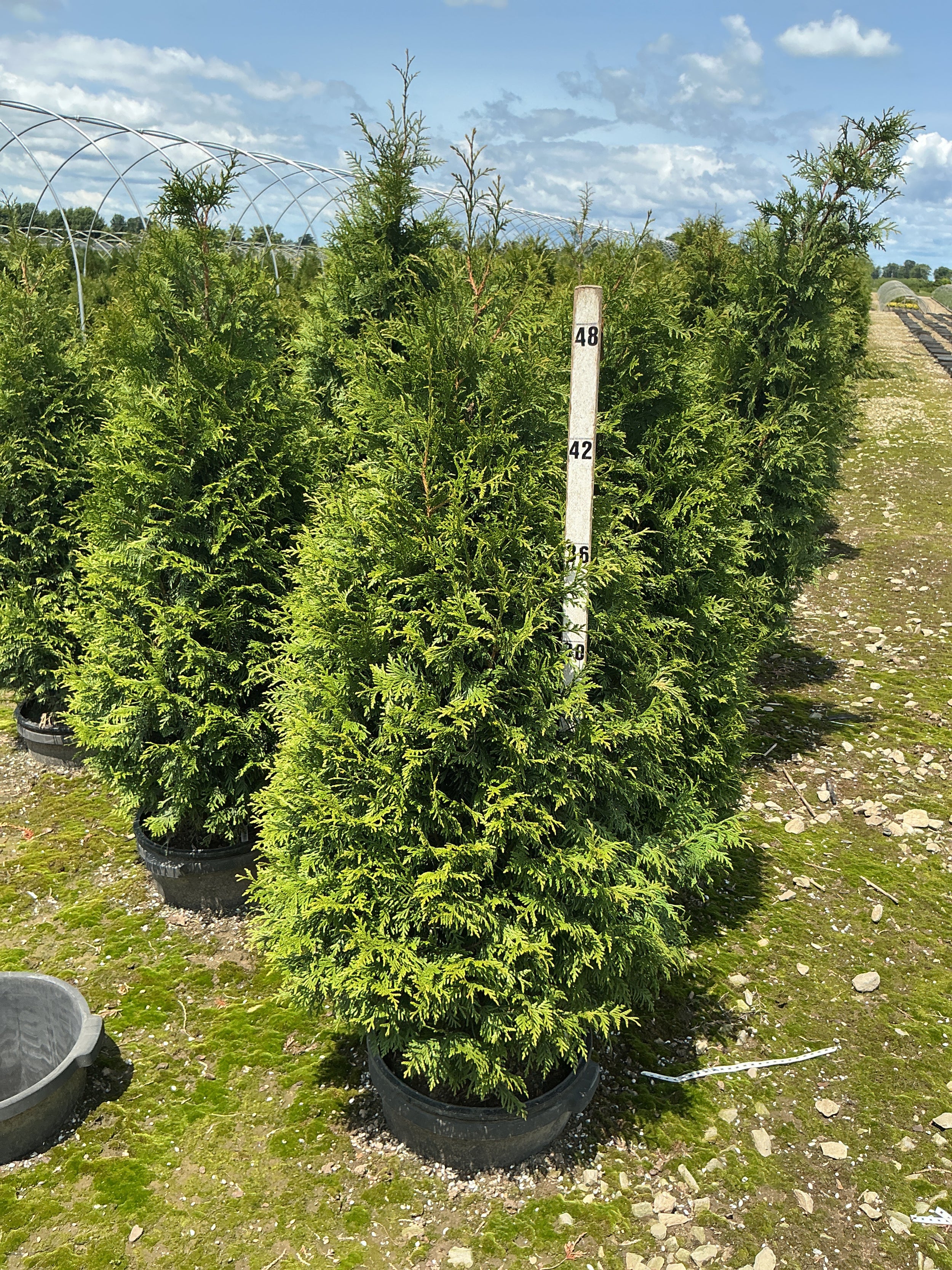 Thuja x 'Junior Giant'
