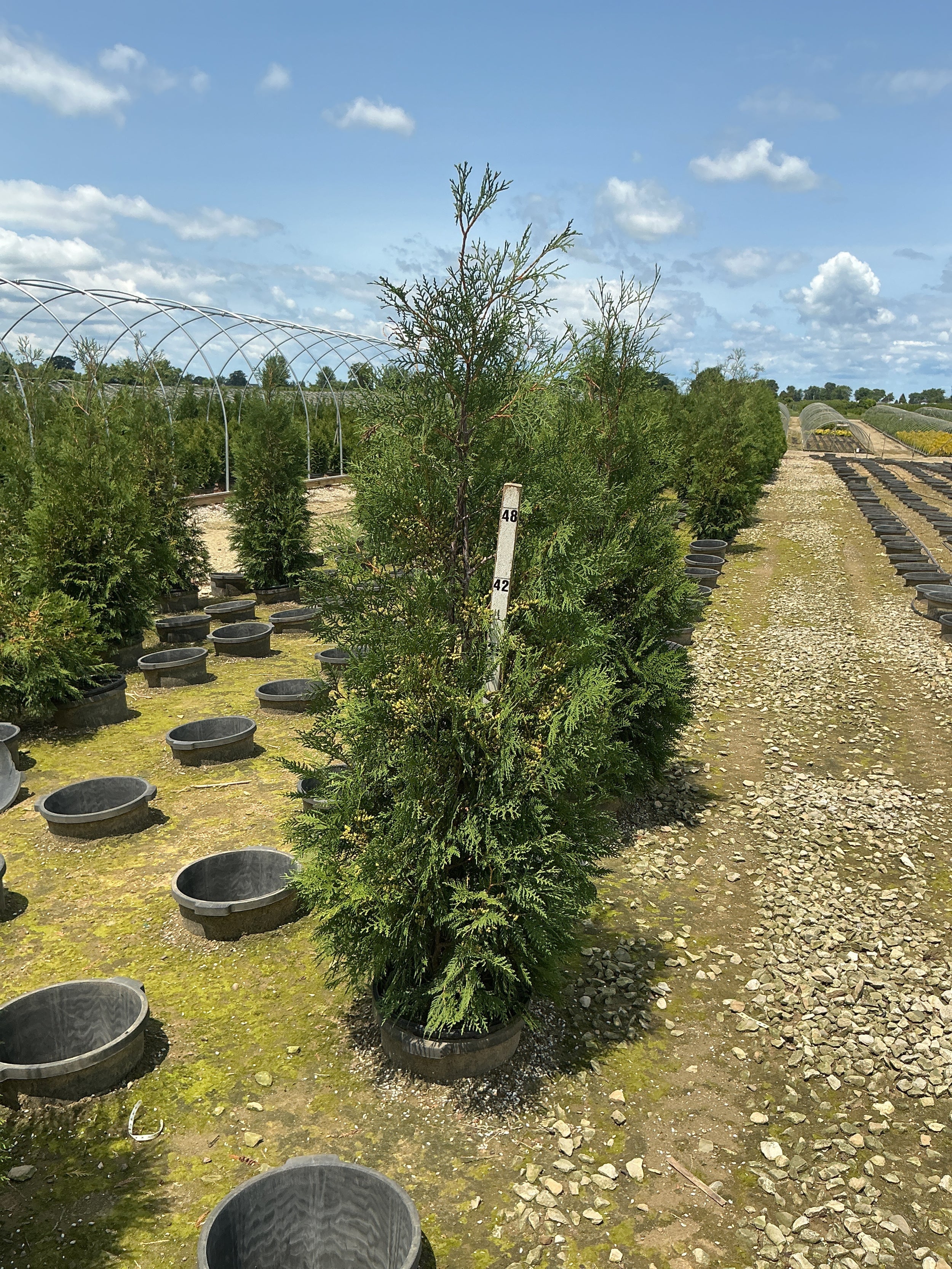 Thuja occidentalis 'American Pillar'