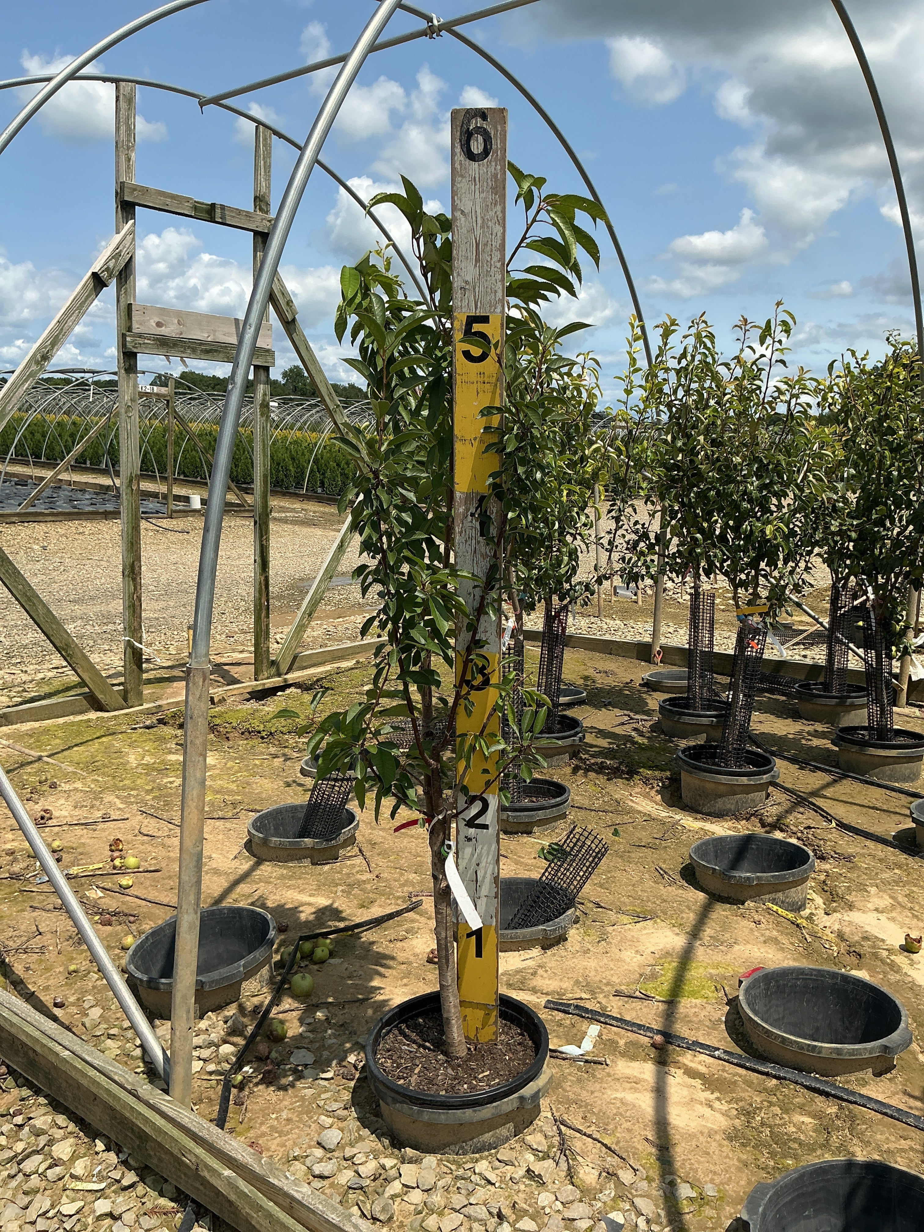 Prunus Fruit avium ‘3-in-1’ Cherry
