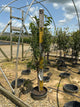 Prunus Fruit avium ‘3-in-1’ Cherry