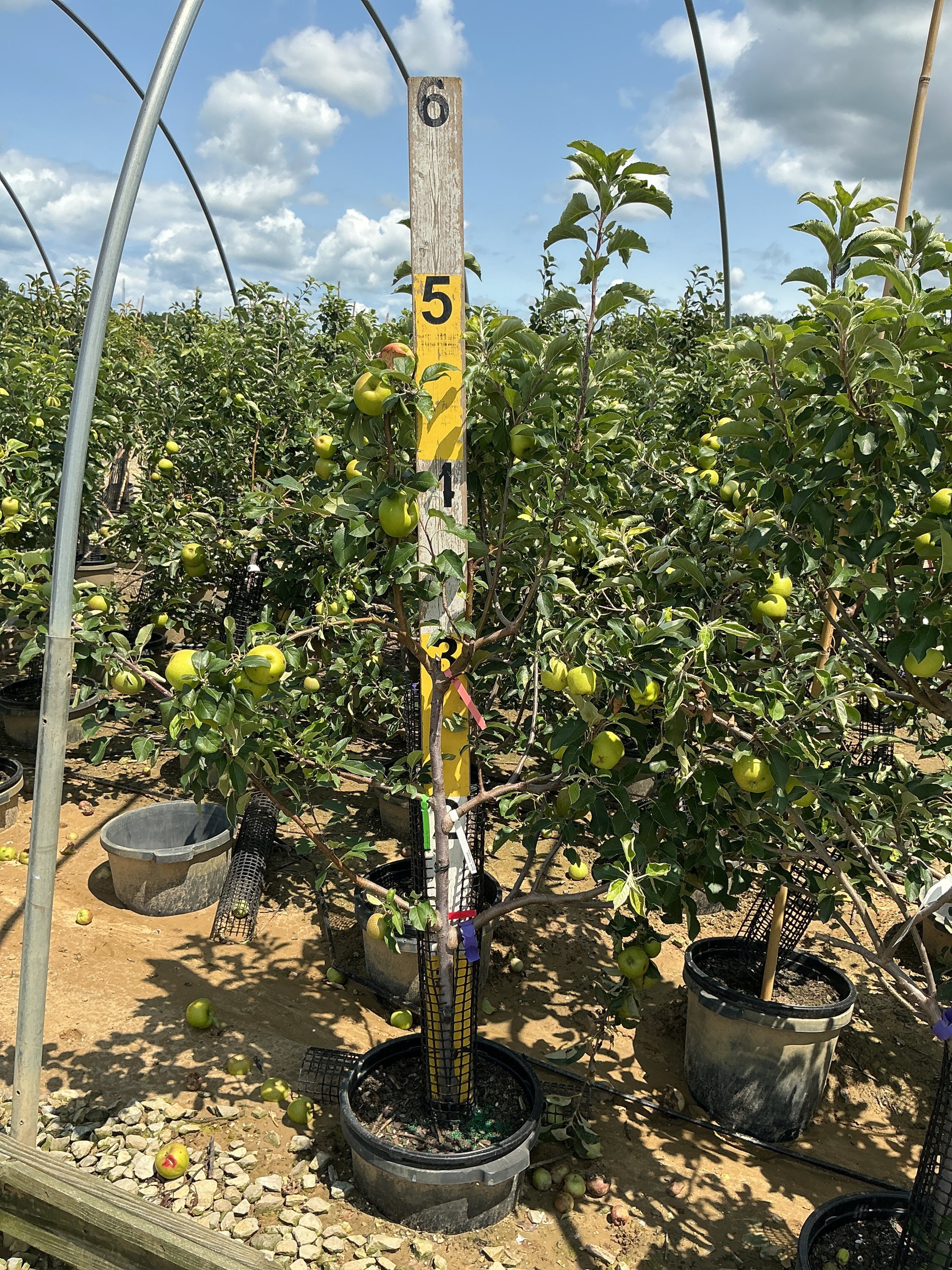 Malus FRUIT - DOMESTICA 3 Tier Espalier