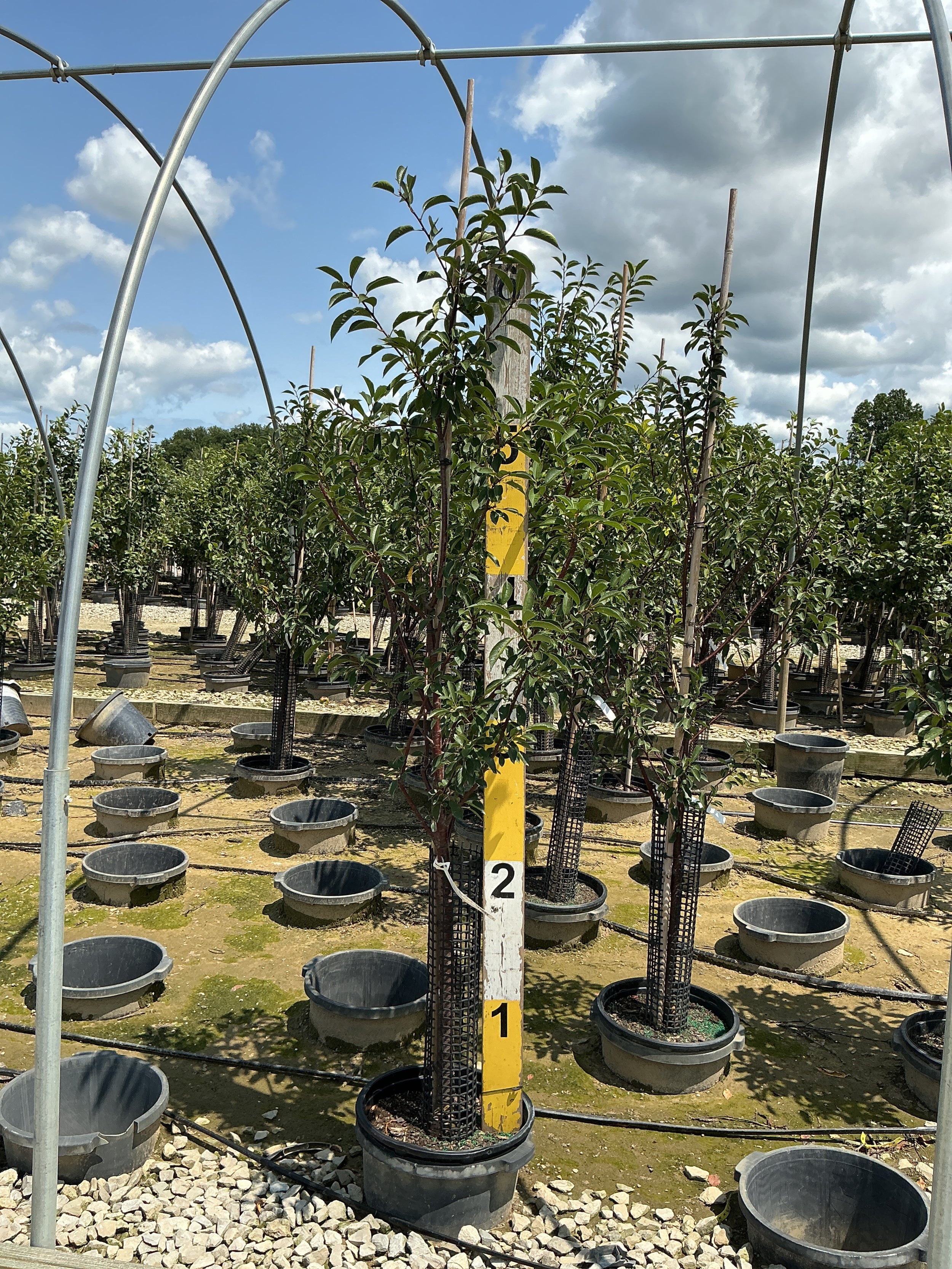 Prunus cerasus 'Montmorency'