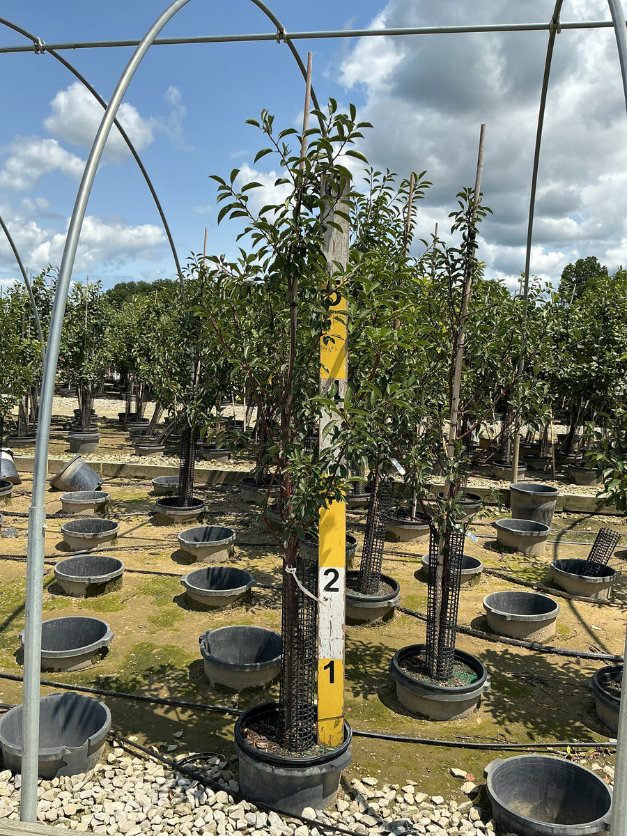 Prunus cerasus 'Montmorency' â€” G7 60