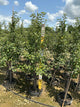 Malus 'Fruit McIntosh'
