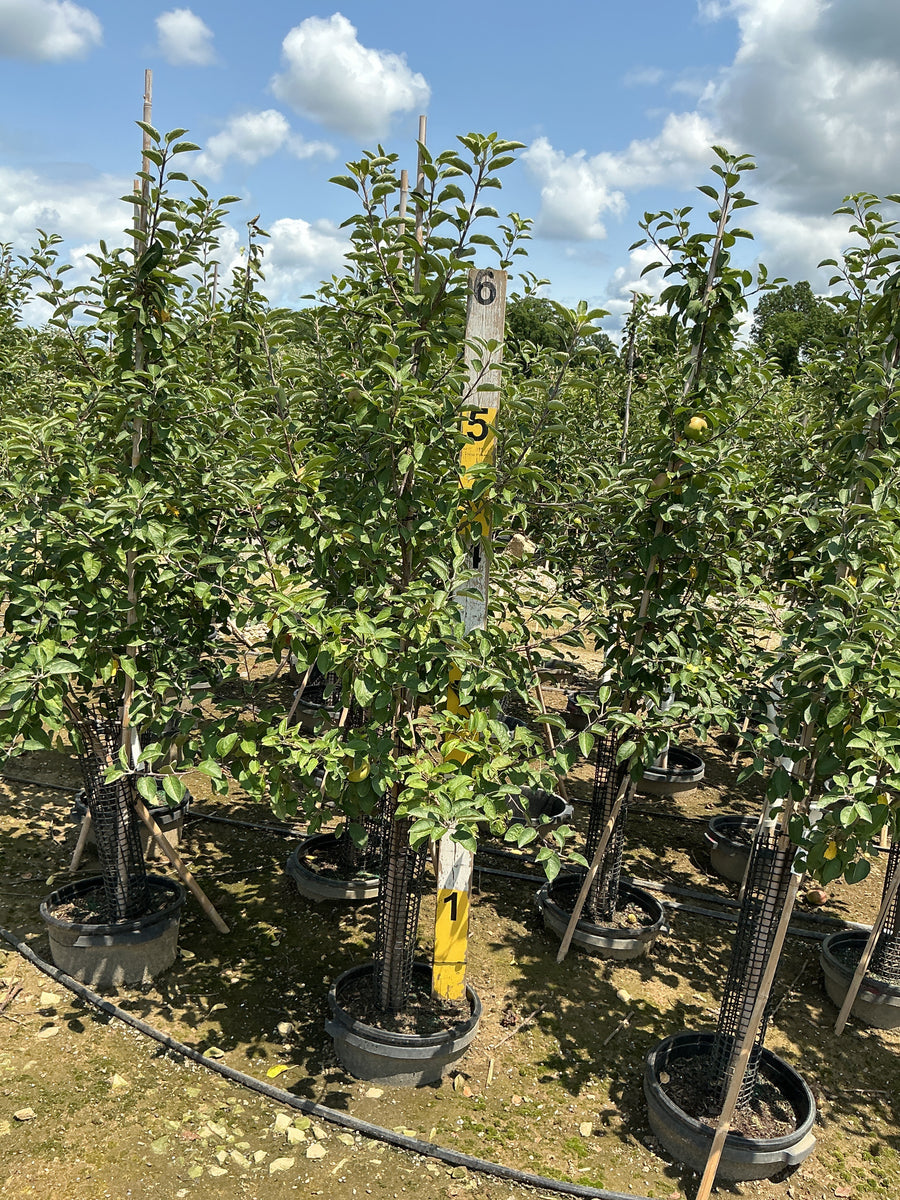 Malus 'Fruit McIntosh' â€” G7 60
