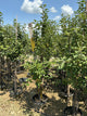 Malus 'Fruit Honeycrisp'