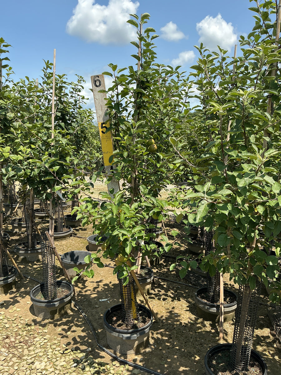 Malus 'Fruit Honeycrisp' â€” G7 60