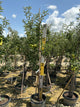 Malus 'Fruit Gold. Sentinel Columnar'