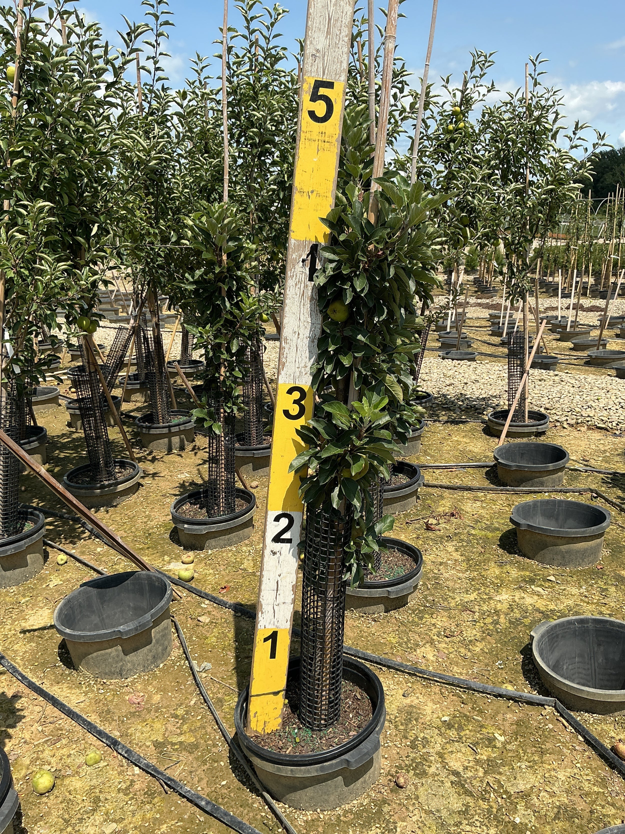 Malus domestica 'Tasty Red'