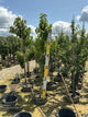 Prunus avium 'Stella'