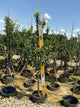 Prunus 'Fruit North Star'