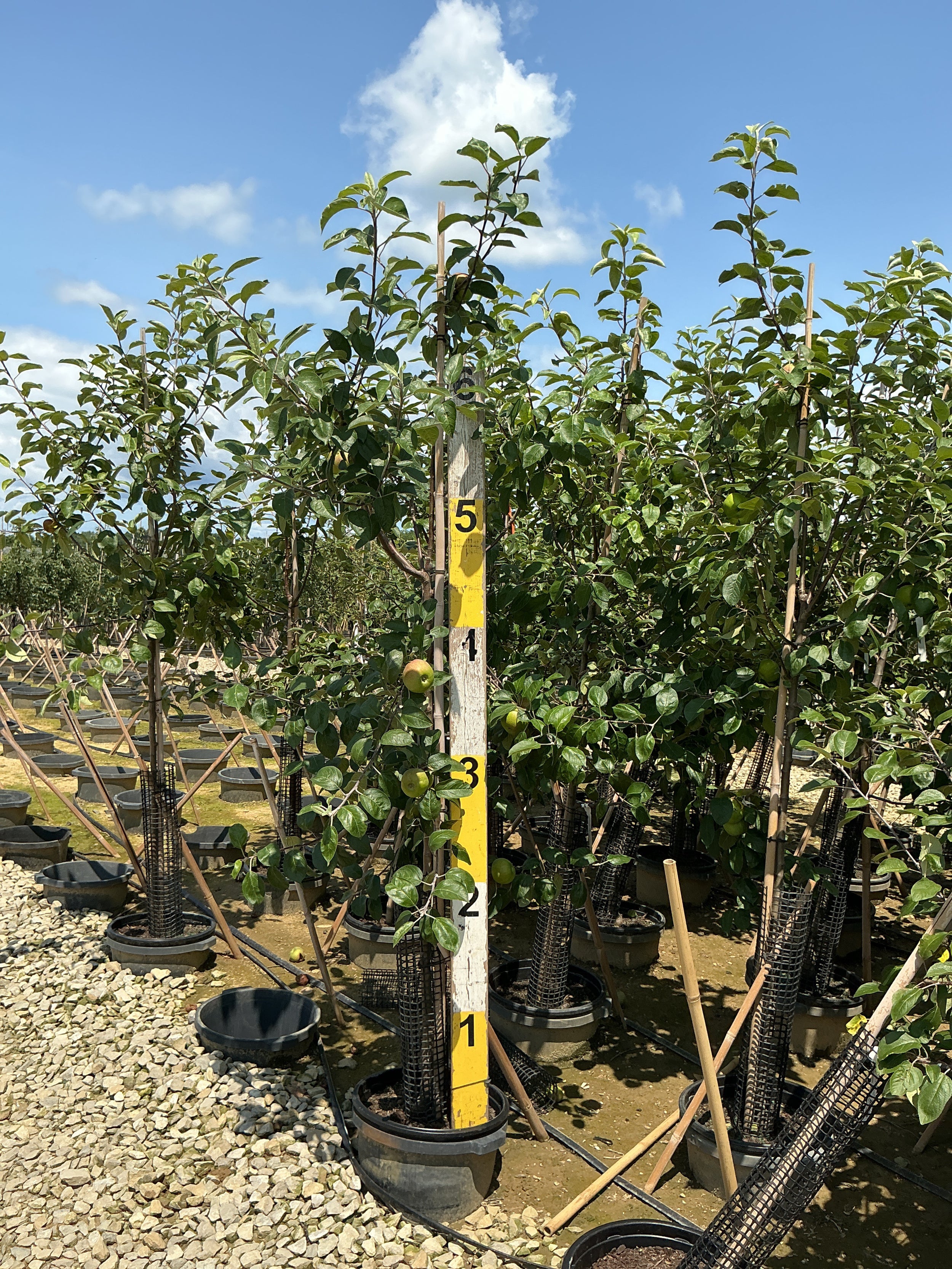 Malus 'Fruit Cortland'