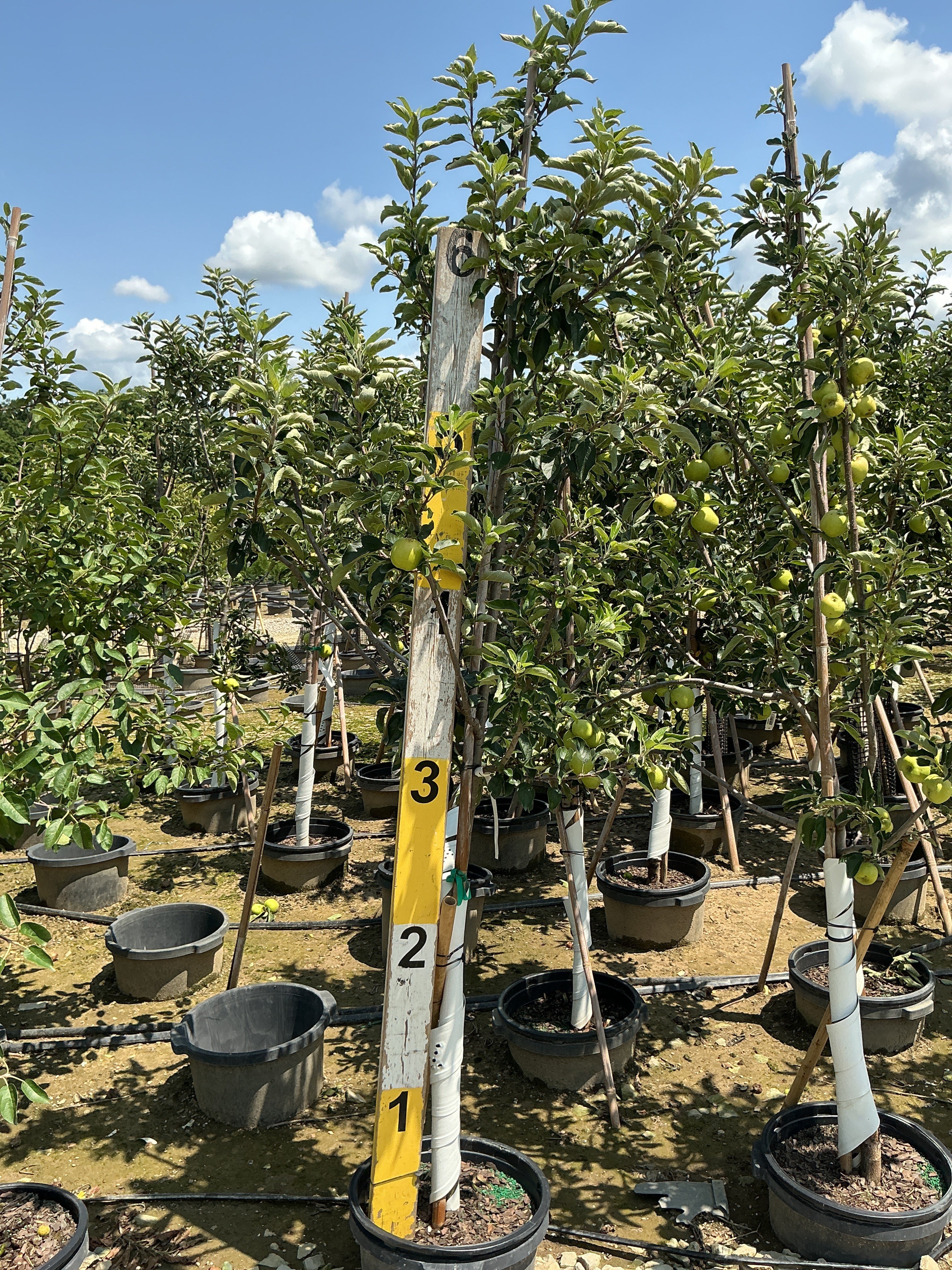 Malus 'Fruit Ambrosia'