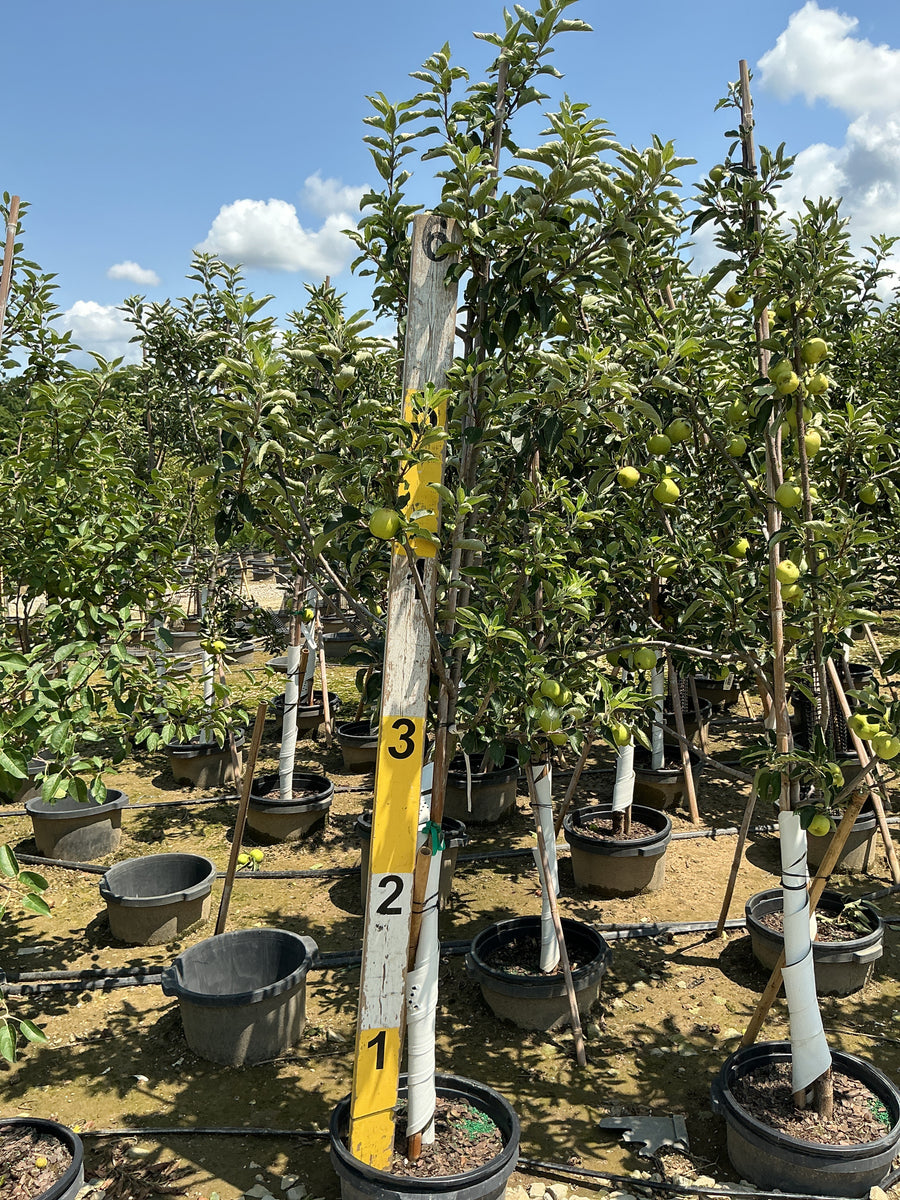 Malus 'Fruit Ambrosia' â€” G7 60
