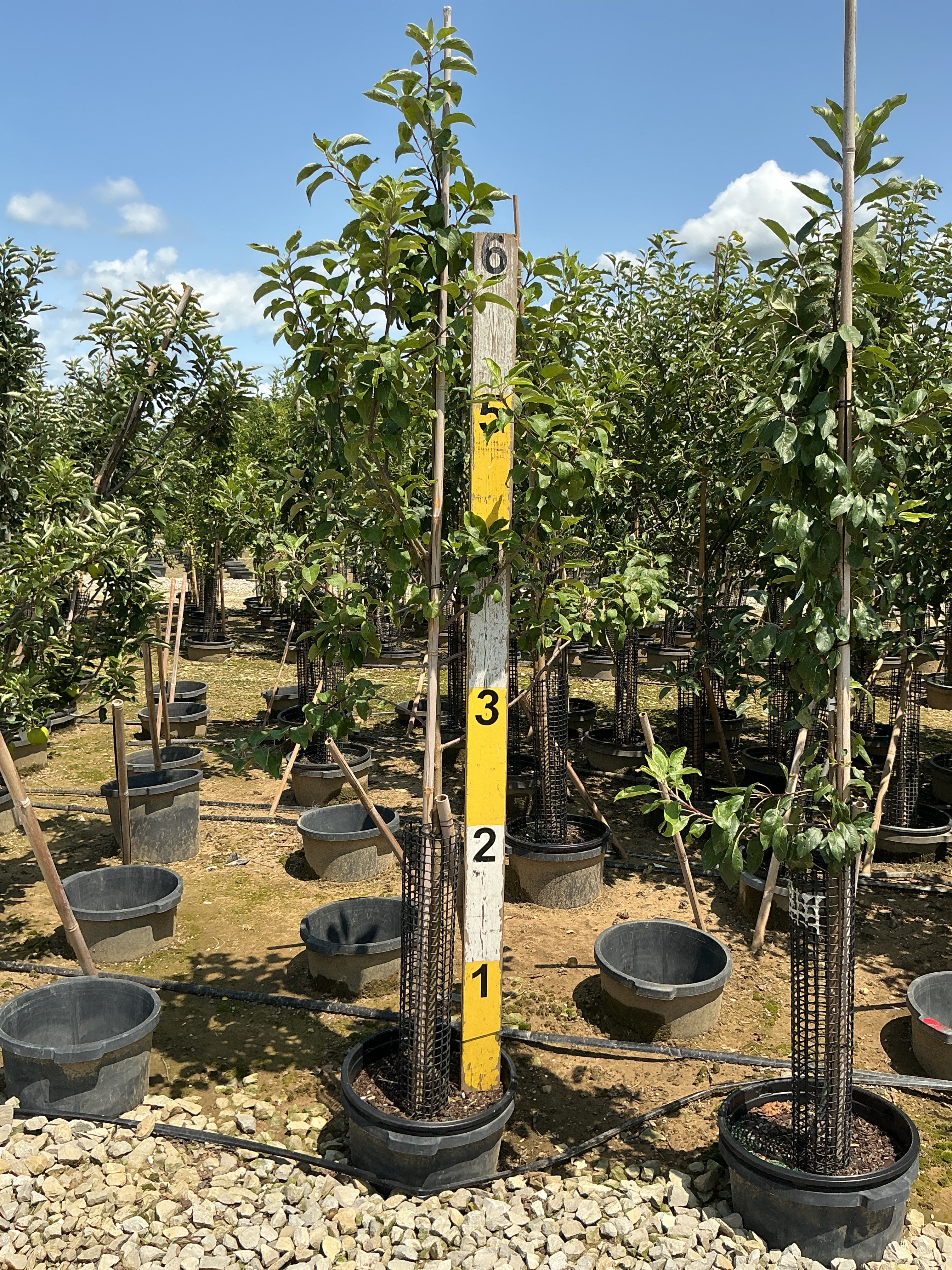 Malus FRUIT - WINECRISP Malus 'Co-op31'