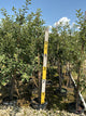 Malus 'Fruit Empire'