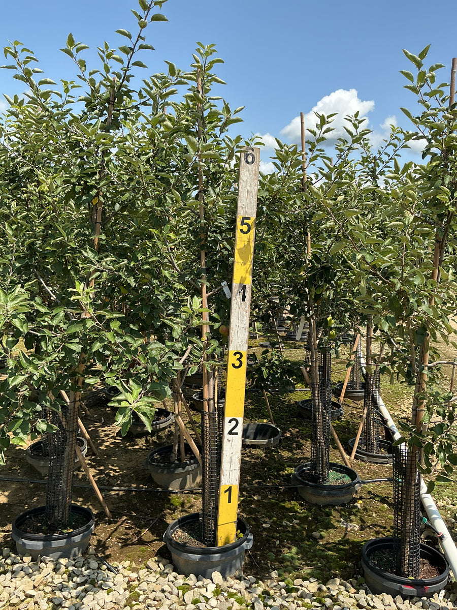 Malus 'Fruit Empire' â€” G7 60
